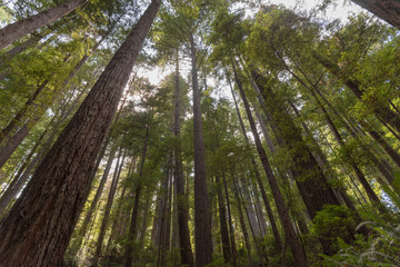Large trees scenery in Redwood National Park, California