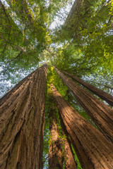 Looking up the base of giant redwood trees 
