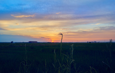 Fototapeta na wymiar Dragonfly in the sunset of the green fields grown with rice plants. July in the Albufera of Valencia