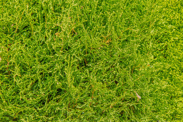Green natural wall in the park