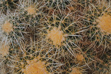Textura cactus asiento de la suegra amarillo y verde