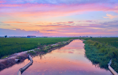 Sunset in the green fields cultivated with rice plants. July in the Albufera of Valencia