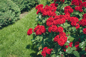Gorgeous branches of rose bush saturated red in summer morning garden.