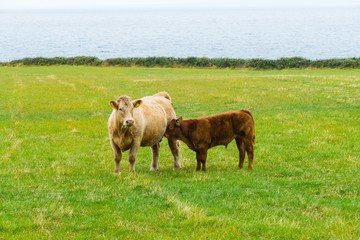 Cow and Calf on Meadow Kuh und Kalb auf Weide