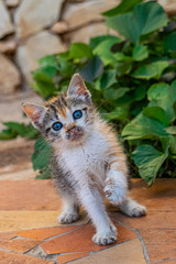 Young tortoiseshell calico kitten playing with a leaf