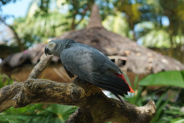 Rare species of birds in Bali. Wild nature.