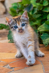 Obraz premium Young tortoiseshell calico kitten playing with a leaf