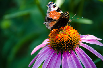 Fototapeta na wymiar A brown butterfly sits on a bright echinacea flower