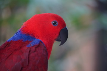 Rare species of birds in Bali. Wild nature.