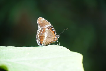 Beautiful butterfly close up.  Island Bali.
