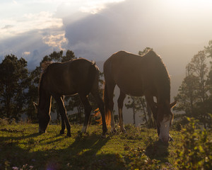 herd of horses on pasture