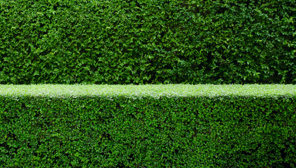 Trees hedges or green leaves wall in double layers; focused small fence, soften tall fence in the back. 
