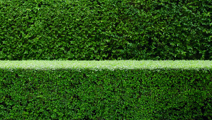 Trees hedges or green leaves wall in double layers; focused small fence, soften tall fence in the...