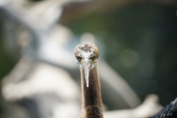 Rare species of birds in Bali. Wild nature.