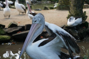 Rare species of birds in Bali. Wild nature.