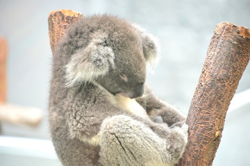 コアラ