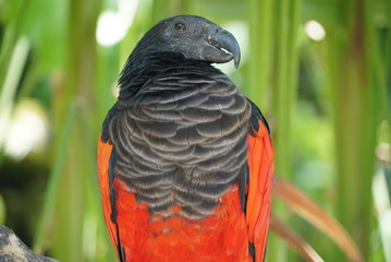 Obraz premium Rare species of birds in Bali. Wild nature.