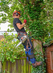 Arborist or Tree Surgeon with a chainsaw checking his safety ropes.