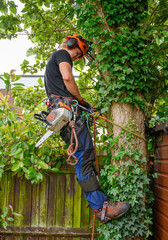 Arborist or tree surgeon with a chainsaw checking his safety ropes.
