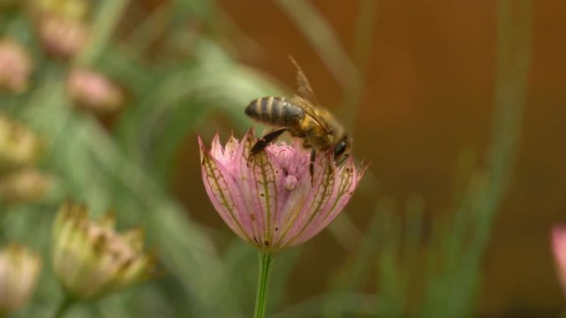 Honey bee with damaged wings on astrantia flower pollinating then flying away