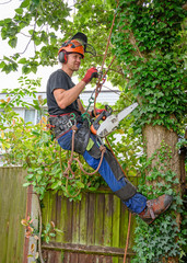 Tree Surgeon or Arborist with a chainsaw and safety equipment ready to work up a tree.