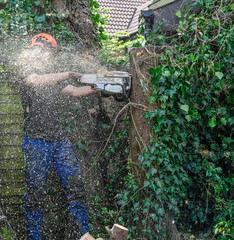 Tree Surgeon or Arborist cutting tree stump with a chainsaw. Motion blur of the sawdust