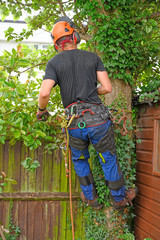 Tree Surgeon or Arborist with a harness roped to a tree.
