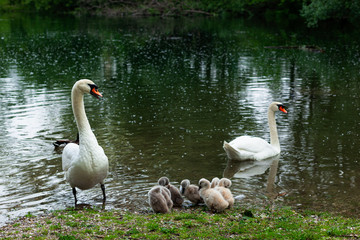 Swan family on the lake, mother, father and six small baby swans