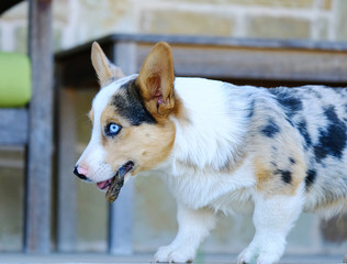 Blue eyed Corgi puppy dog close up.