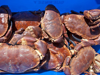 Freshly caught spider crab