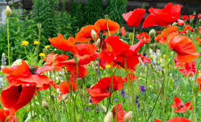 Bright red poppy flowers close up on green background