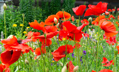 Obraz premium Bright red poppy flowers close up on green background