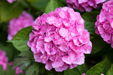 Hortensie, gro&szlig;, rosa