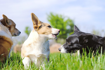 Happy Corgi dog family playing outdoors in spring grass.