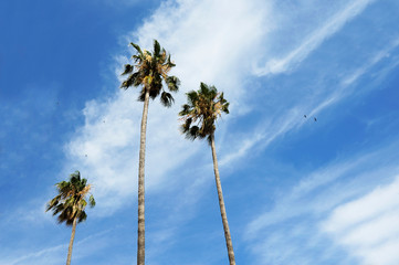Three palm trees against a blue sky and cirrus clouds. Vacation concept in a tropical destination.