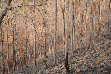 Obraz premium Forest trees. nature green wood of summer season with mountain background in Thailand