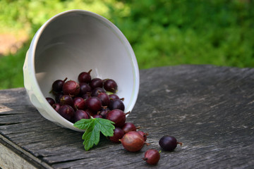 gooseberry spilled out with a bowl.