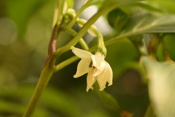 Chilli Flower with Blurred Background Yellowish tone