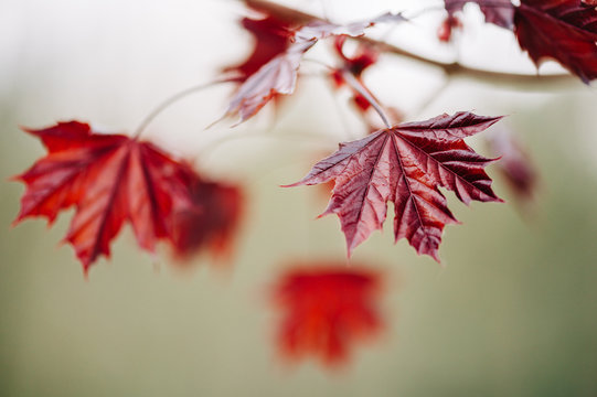 Automn