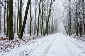 Winter path in the snowy forest 