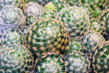Obraz premium Group cactus flowers in pot at cactus garden,Mammillaria scrippsiana,Eriocactus leninghausii,green nature pattern background