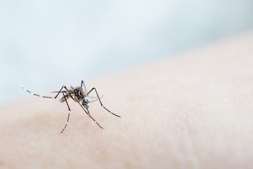 Mosquito sucking blood on human skin cause sick, Malaria,Dengue,Chikungunya,Mayaro fever,Dangerous Zica virus ,influenza
