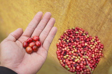 Harvesting ripe coffee beans from the coffee garden, the ripe coffee beans are red.