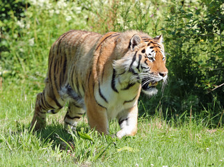 Close up of an Amur Tiger on the prowl