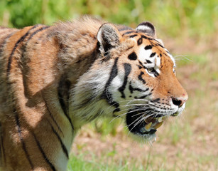 Portrait of an Amur Tiger