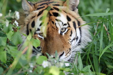Portrait of an Amur Tiger
