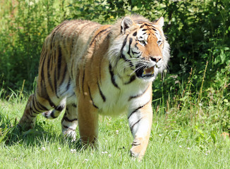 Fototapeta premium Close up of an Amur Tiger on the prowl