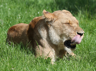 Naklejka na ściany i meble Close up of a Lioness licking her lips