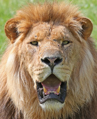 Portrait of an African Lion
