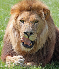 Portrait of an African Lion